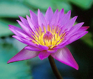 3 Organic Mixed Colors LOTUS Nelumbo Nucifera Pond Water Lily Lilypad Blue Red Flower Large Seeds